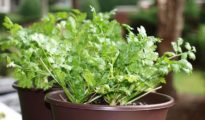 6 Perfect Herbs for Beginner Gardeners