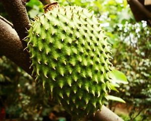 How to Plant Guanabana Trees AKA Soursop Trees