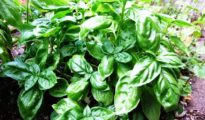 How to Grow Basil Indoors