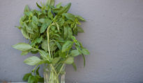 Growing Basil Indoors