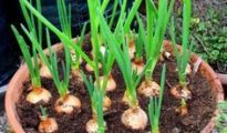 Planting Garlic in Fall