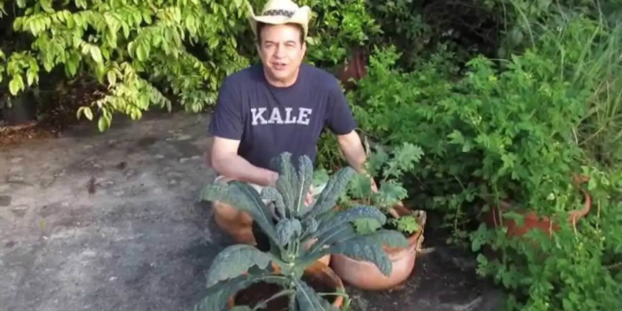 10 Tips for Growing Kale