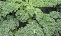 How to Grow Kale in Containers