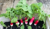 20 Best Vegetables to Grow in Pots