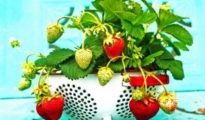 How to Grow Strawberries in a Pot