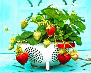 How to Grow Strawberries in a Pot