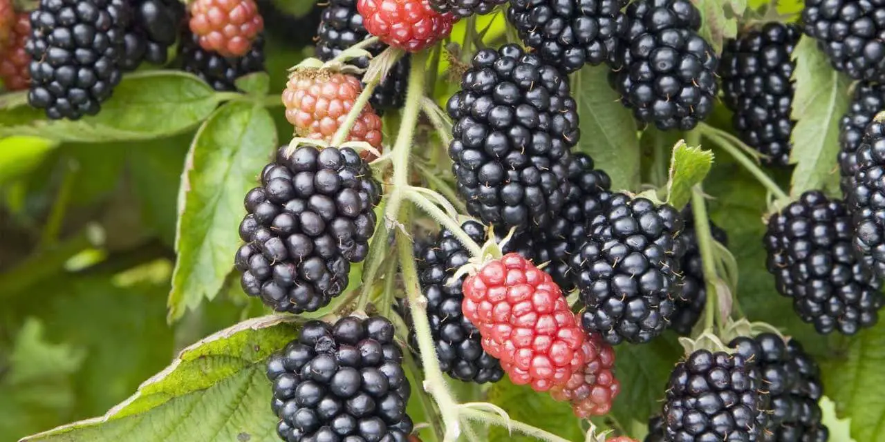 How to Grow Blackberries from Cuttings