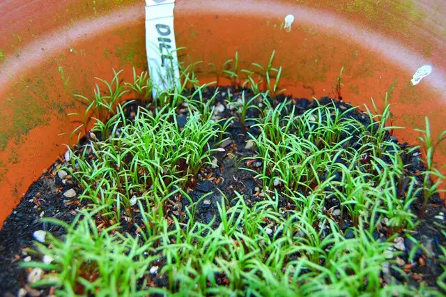 How to Grow Dill From Seeds