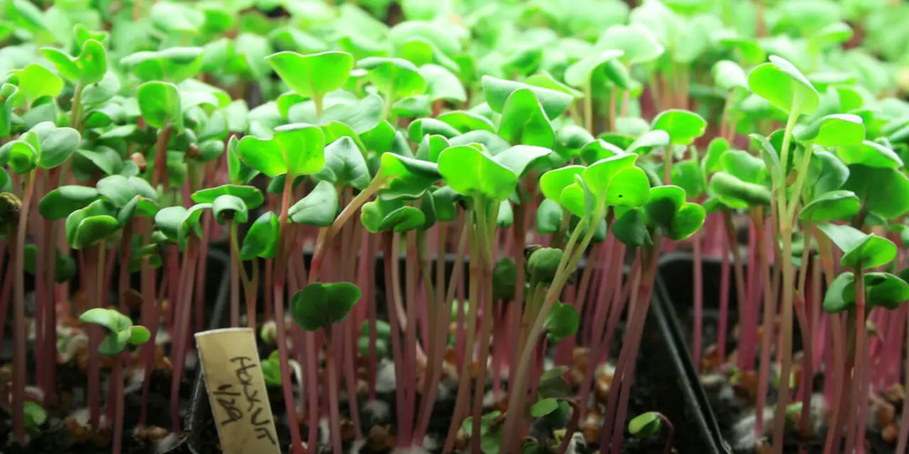 How to Grow Microgreens at Home