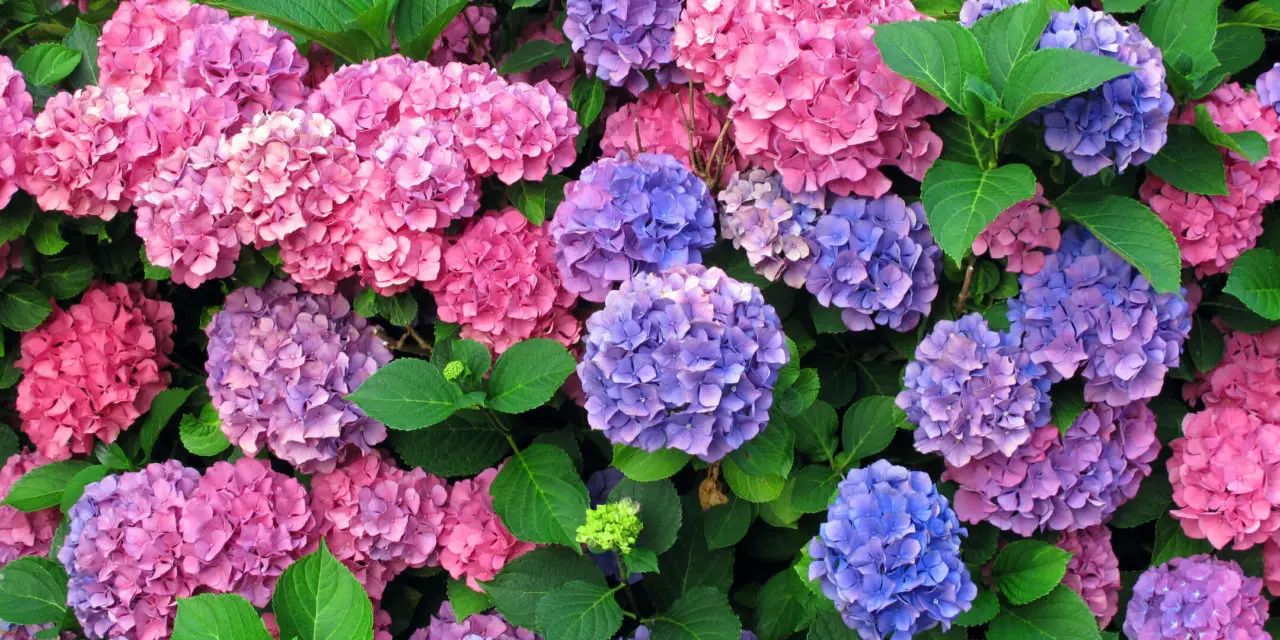 How to Grow Hydrangeas