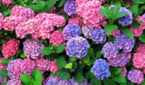 How to Grow Hydrangeas