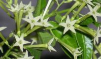 How to Grow Night Blooming Jasmine