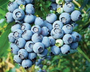 How to Grow Blueberries In  a Pot or in Your Garden