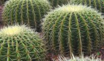 How Long Does it Take for a Cactus to Grow?