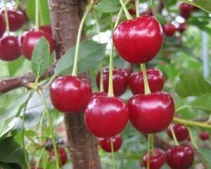 How to Grow a Cherry Tree From Seeds