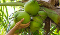 5 Best Tropical Fruits To Grow in Your Backyard