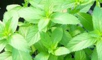 Growing Mint Indoors: How To