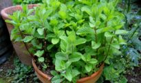 The Dos and Donts of Growing Mint