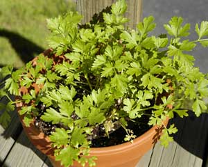 How to Grow Parsley Indoors