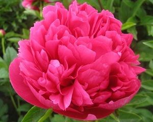 How to Grow Peonies