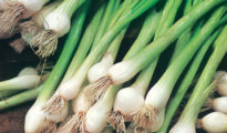 How to Grow Spring Onions From Seed