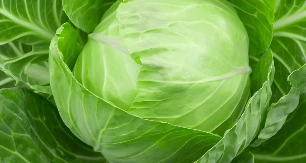 How to Grow Cabbage in Pots