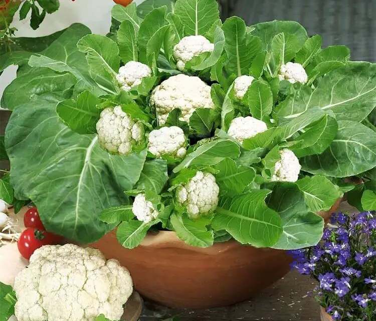 How to Grow Cauliflower in Pots or Containers