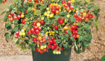 How to Grow Cherry Tomatoes in Pots