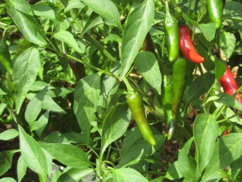 How to Grow Jalapenos: A Guide to Growing Jalapeno Plants