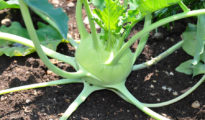 How to Grow Kohlrabi in Your Garden