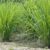 How to Grow Lemongrass