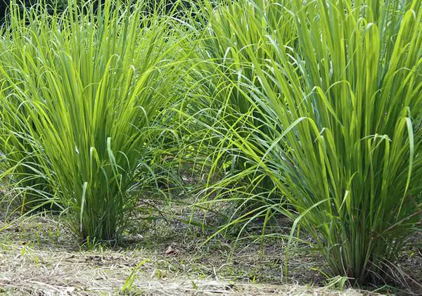 How to Grow Lemongrass