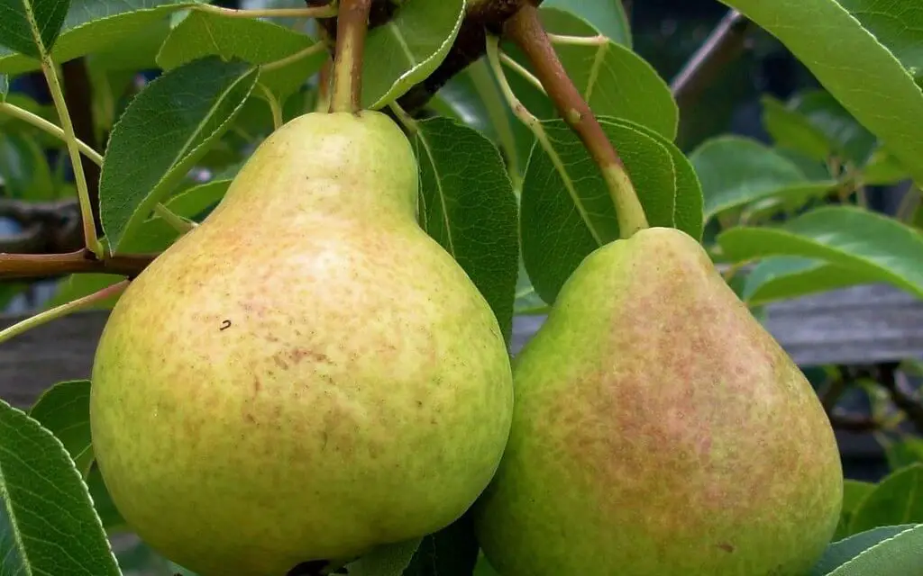 How to Grow a Pear Tree From Seeds