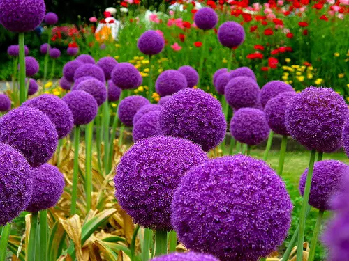 How to Grow Giant Alliums