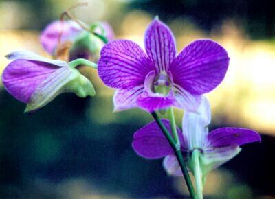 How to Care for Orchids