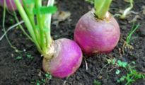 How to Grow Turnips From Seeds