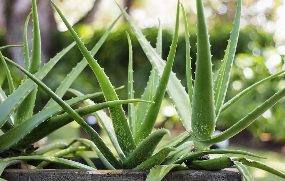 How to Grow Aloe Vera