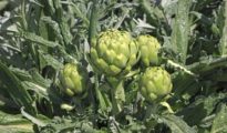 How to Grow Artichokes