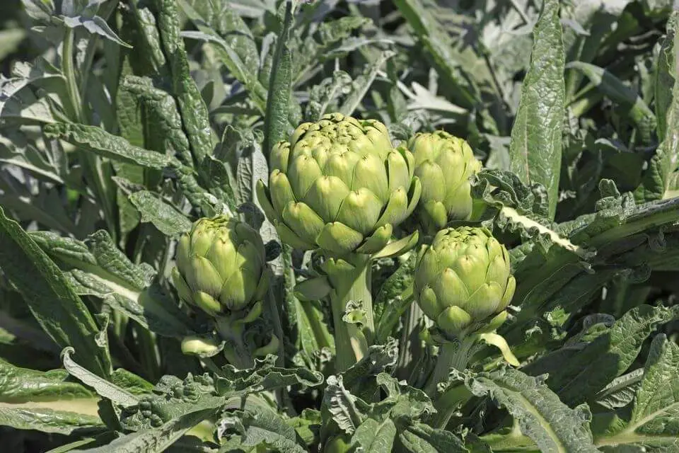 How to Grow Artichokes