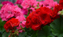 How to Grow Geraniums