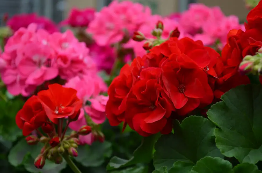 How to Grow Geraniums