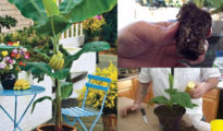 How to Grow Banana Trees in Pots