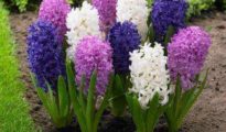 How to Plant Hyacinths: A Complete Guide to Beautiful Blooms