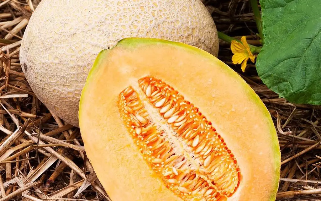 Growing Melons: Tips and Tricks for a Sweet Harvest”