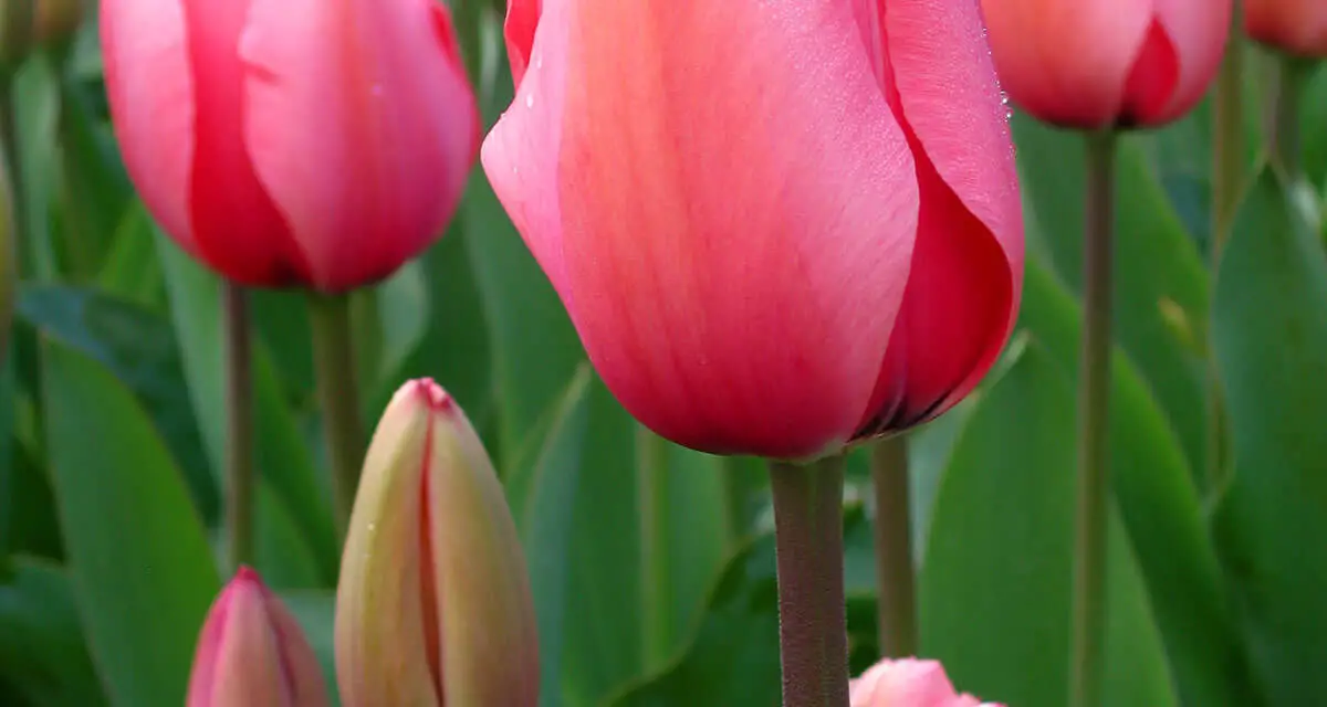 How to Grow Tulips From Bulbs