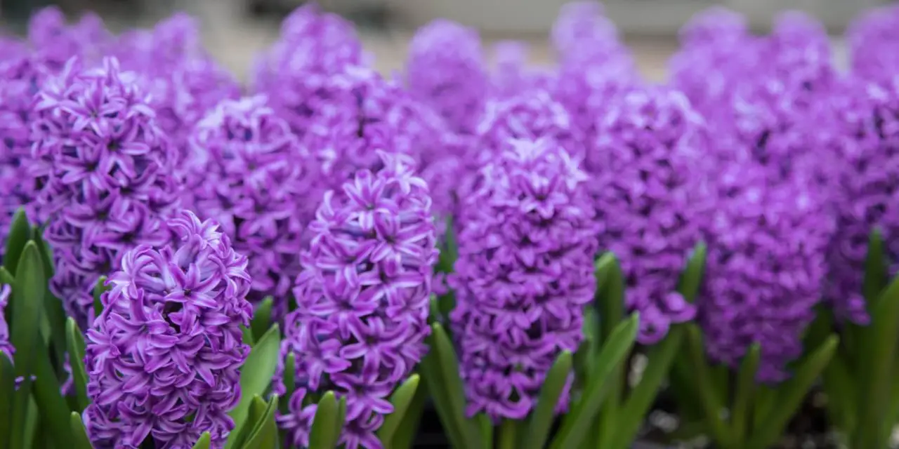 How to Grow Hyacinths