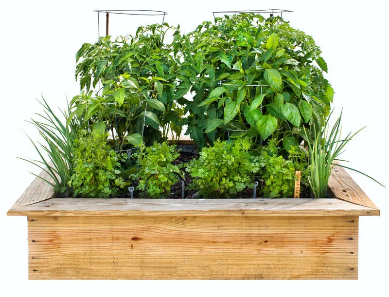 How to Grow a Salsa Garden