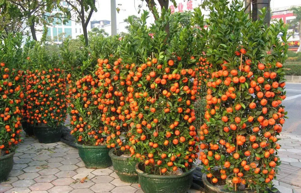 How to Grow Tangerines in Pots