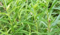 How to Grow Tarragon