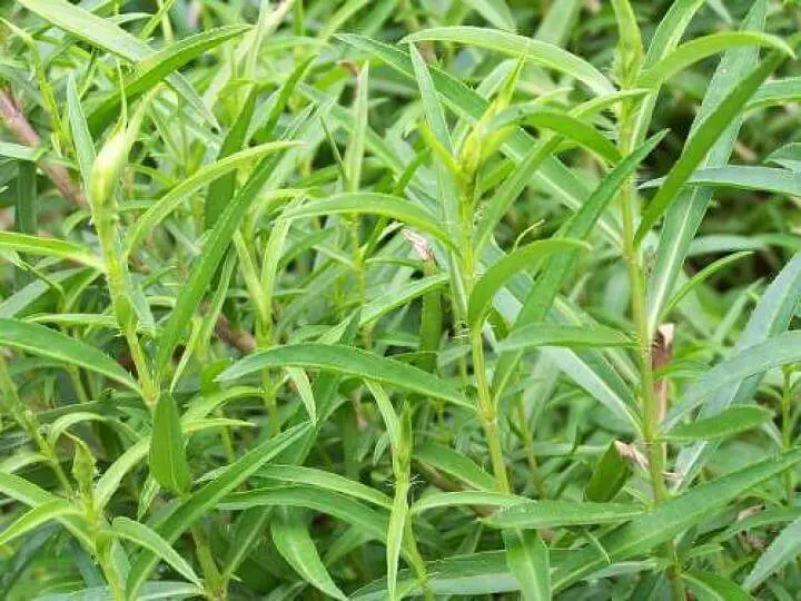 How to Grow Tarragon